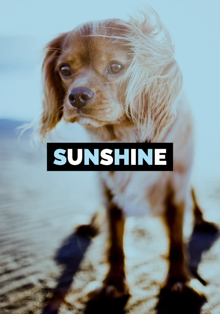 Sunshine Blogger Award &&nbsp;Rules