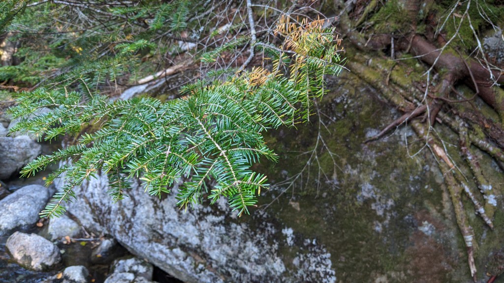 Pine Tree Close Up near Phelps Brook Mt Marcy