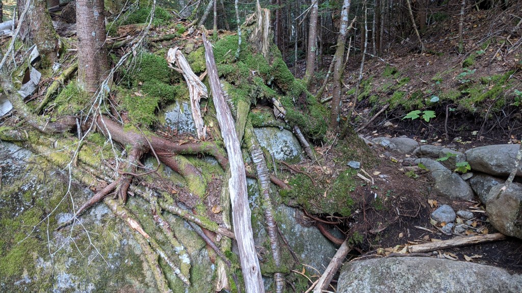 Phelps Brook Trees and Rocks Mt Marcy